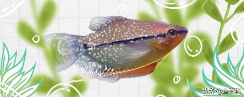 珍珠鱼简介（珍珠球鱼好养吗及养殖方法和注意事项）（珍珠球鱼图片）