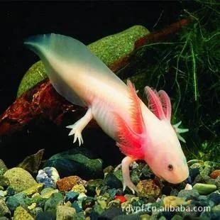 美丽的美西螈----两栖动物