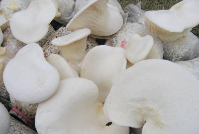 三十一种常见的菌类蘑菇图片